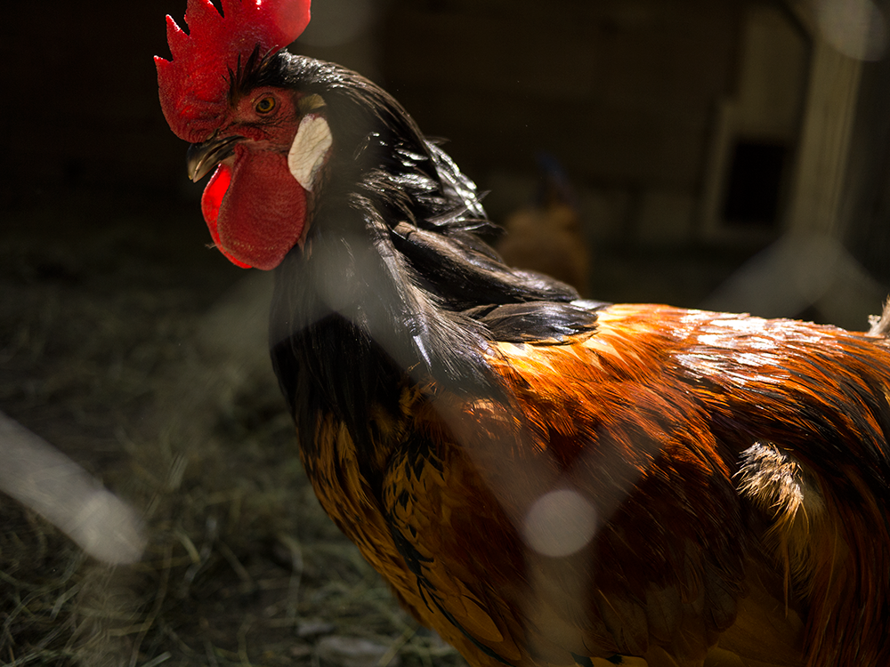 Rooster
